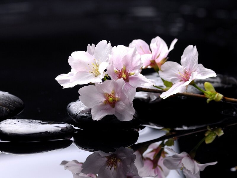 Cherry Blossoms on Rocks — Black, Serene, Spring, Photograph, Water