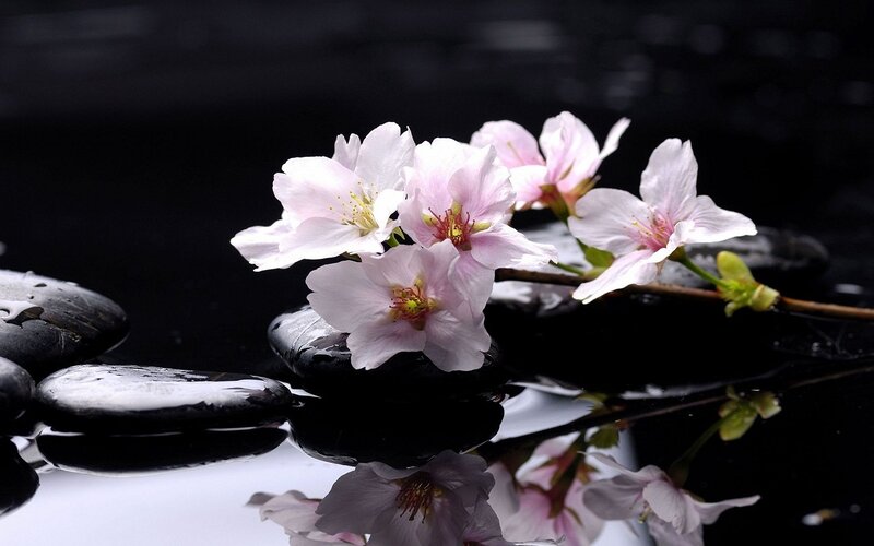 Cherry Blossoms on Rocks — Black, Serene, Spring