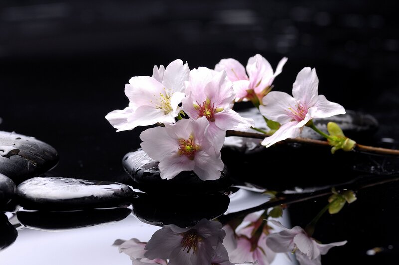 Cherry Blossoms on Rocks