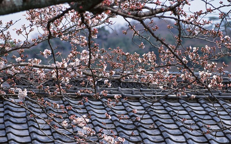 Cherry Blossoms on Roof — Gray