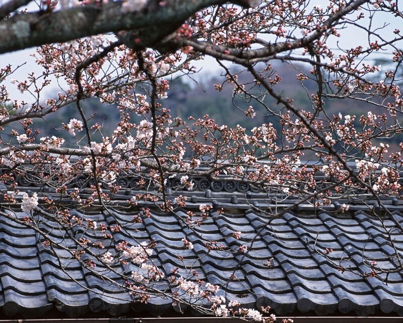 Cherry Blossoms on Roof