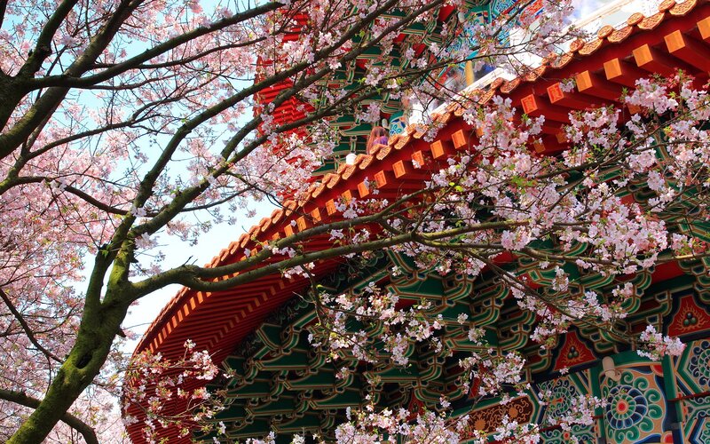 Cherry Blossoms on Temple
