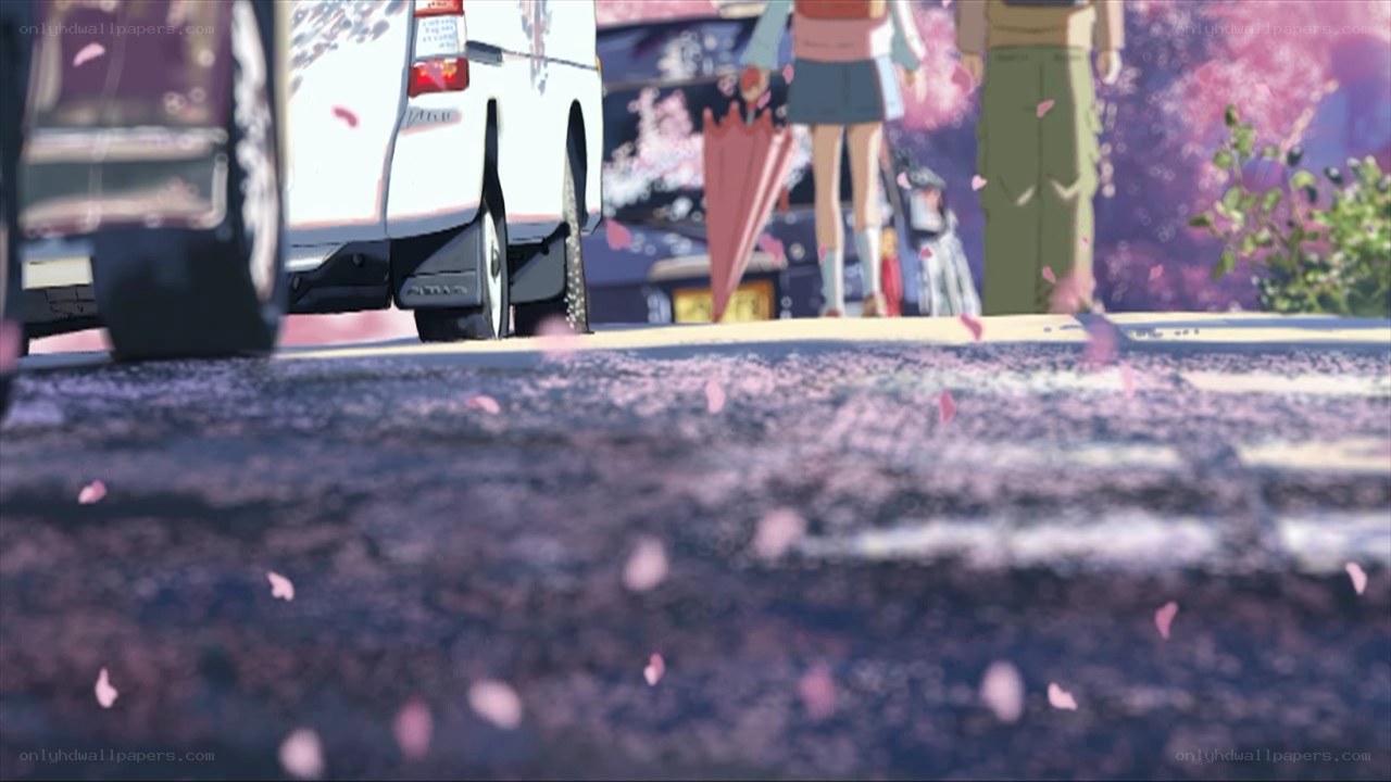 cherry blossoms on the street