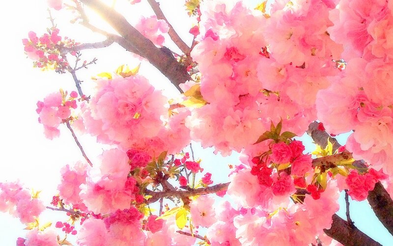 Cherry Blossoms on Tree — Pink, Serene, Spring, Photograph, Branches, Flowers