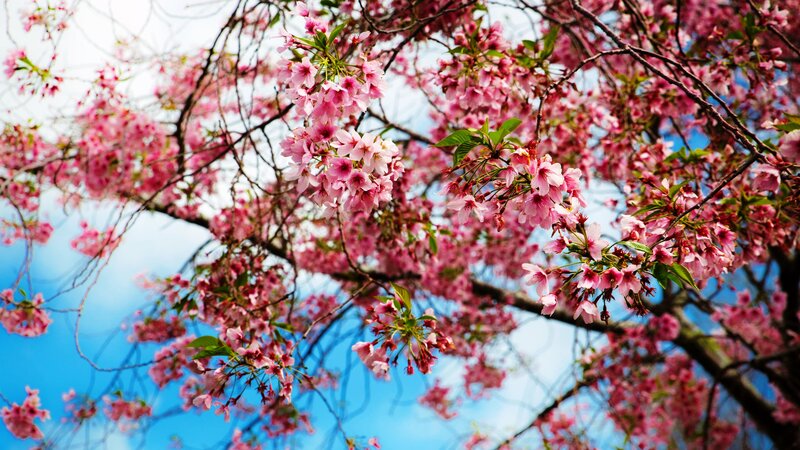 Cherry Blossoms on Tree — Pink, Serene, Spring, Photograph, Branches, Sky