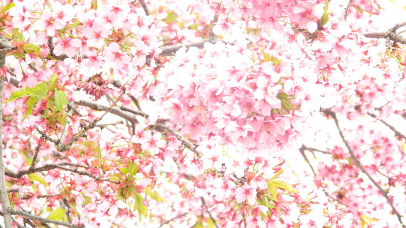 Cherry Blossoms on Tree — Pink, Serene, Spring, Photograph, Branches