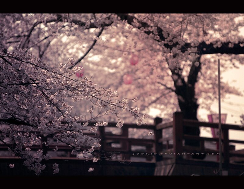 Cherry Blossoms on Tree — Pink, Serene, Spring, Photograph, Bridge