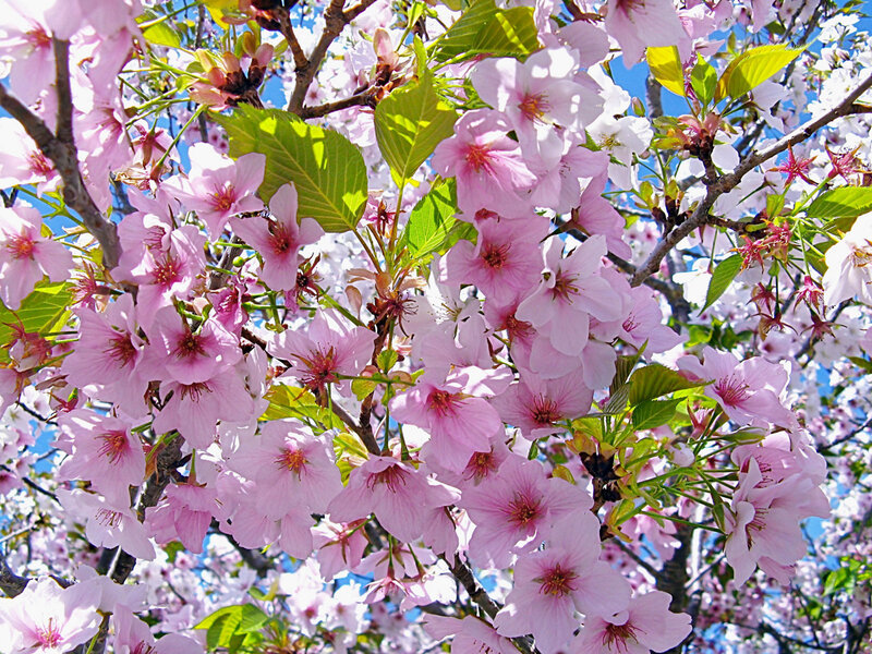 Cherry Blossoms on Tree — Pink, Serene, Spring, Photograph, Flowers
