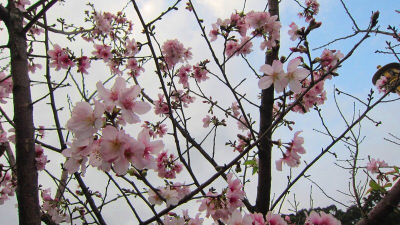 Cherry Blossoms on Tree — Pink, Serene, Spring, Photograph