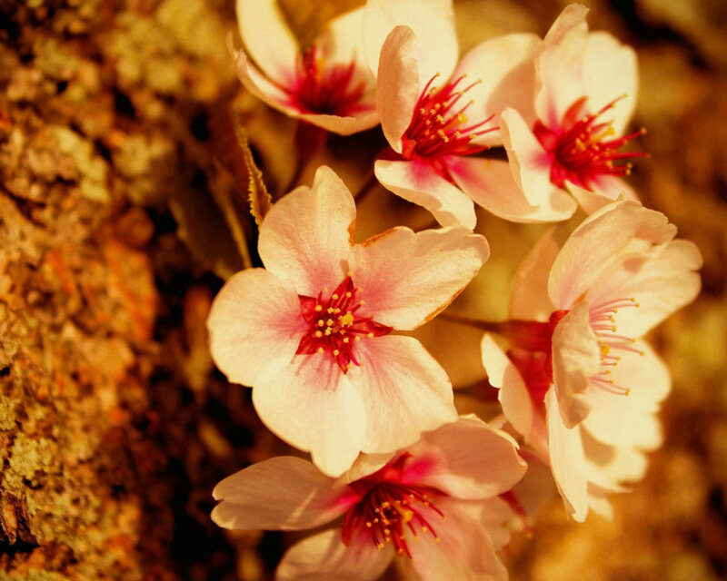 Cherry Blossoms on Tree — Pink, Serene, Spring, Photograph, Tree Bark