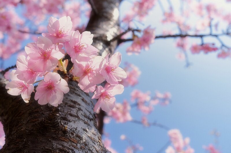 Cherry Blossoms on Tree — Pink, Serene, Spring, Photograph, Tree Trunk