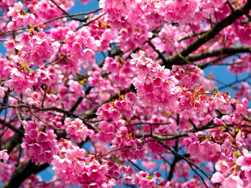 Cherry Blossoms on Tree — Pink, Serene, Spring