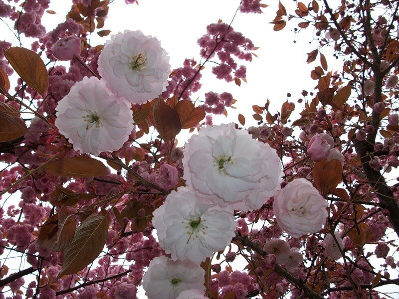 Cherry Blossoms on Tree — Pink