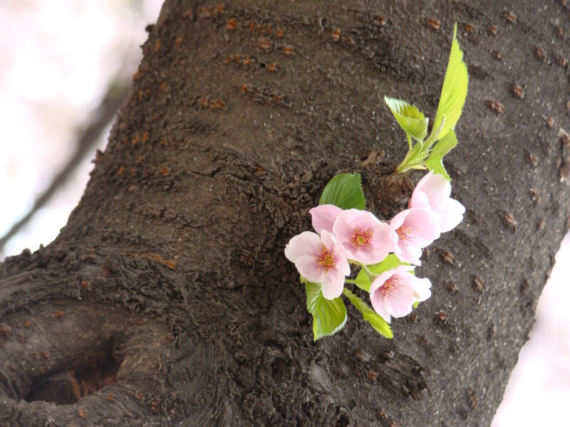 Cherry Blossoms on Tree