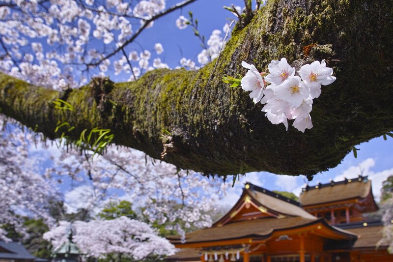 Cherry Blossoms on Tree — White, Serene