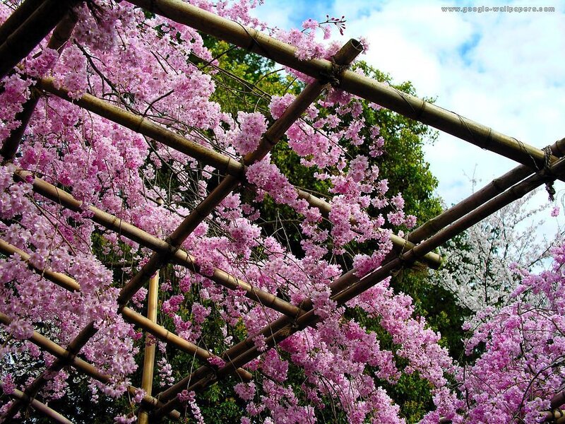 Cherry Blossoms on Trellis