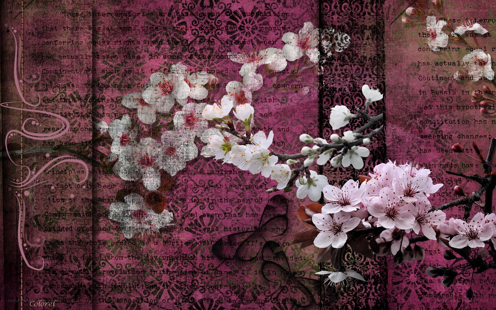 cherry blossoms on vintage text