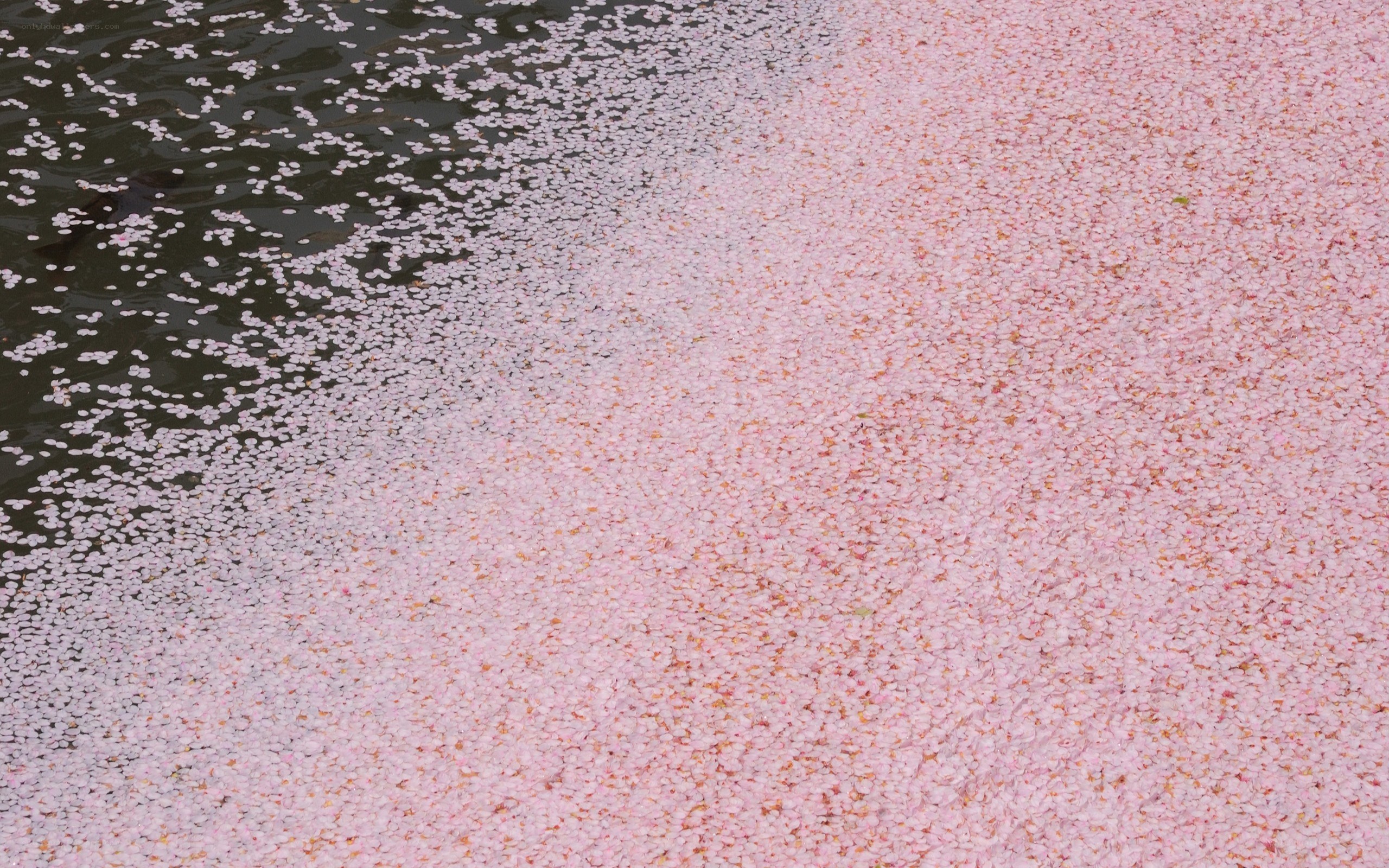 cherry blossoms on water