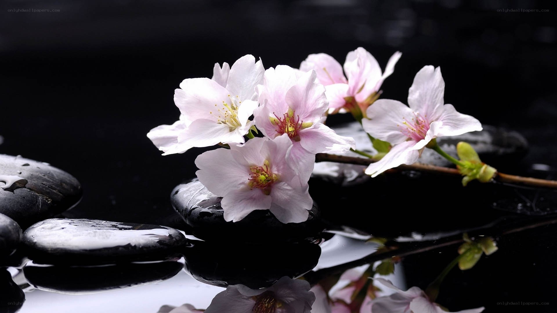 Cherry blossoms on wet stones