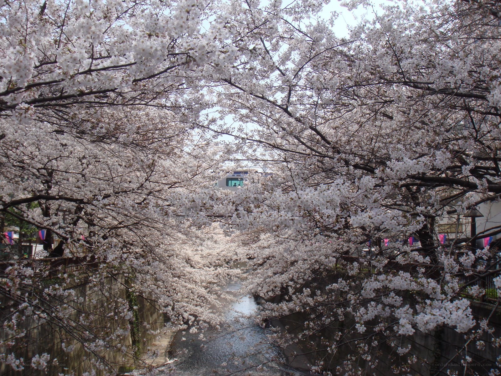 Cherry blossoms over a canal