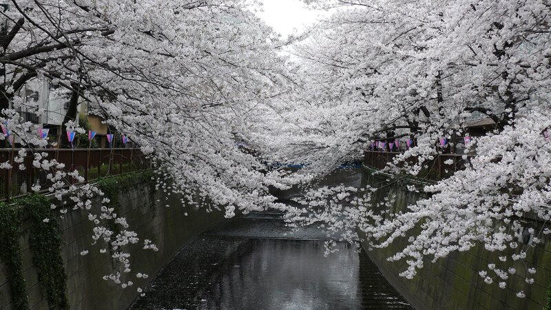 cherry blossoms over a canal