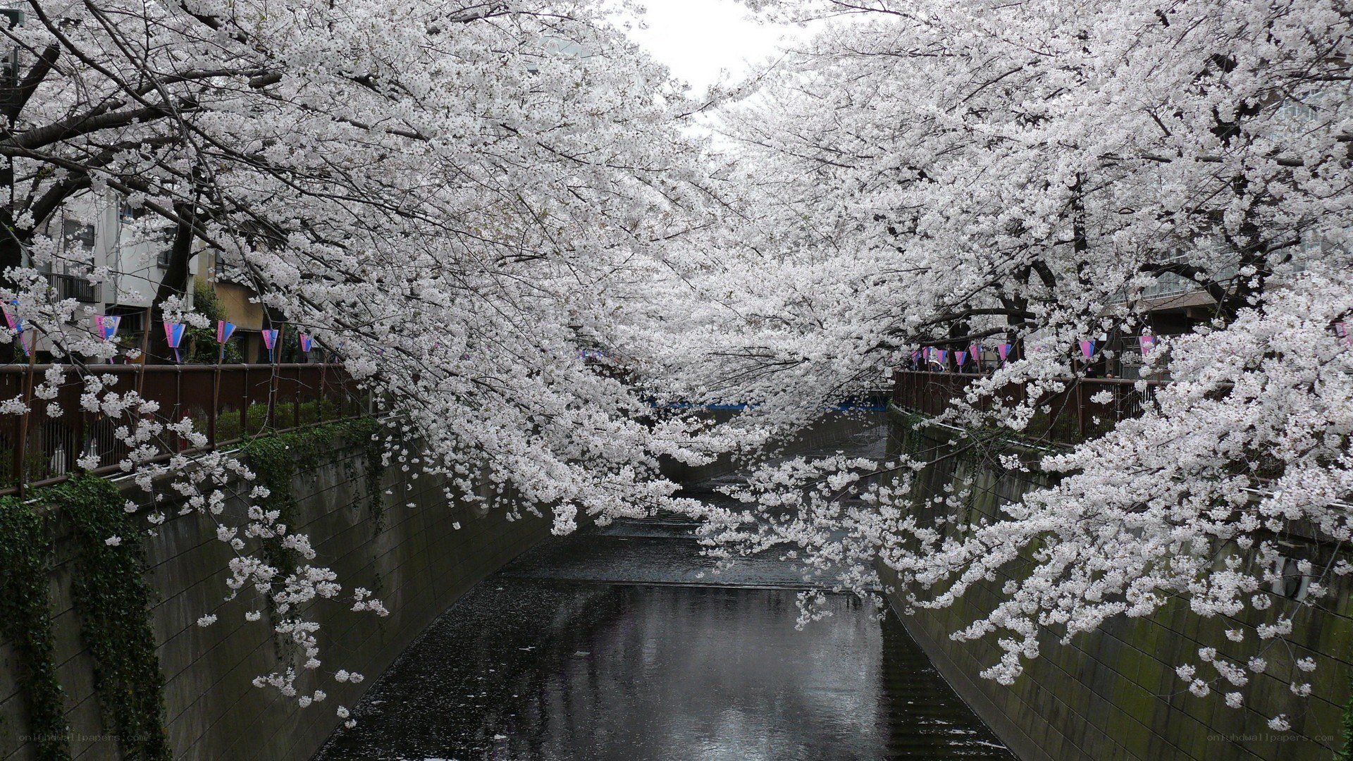 cherry blossoms over a canal