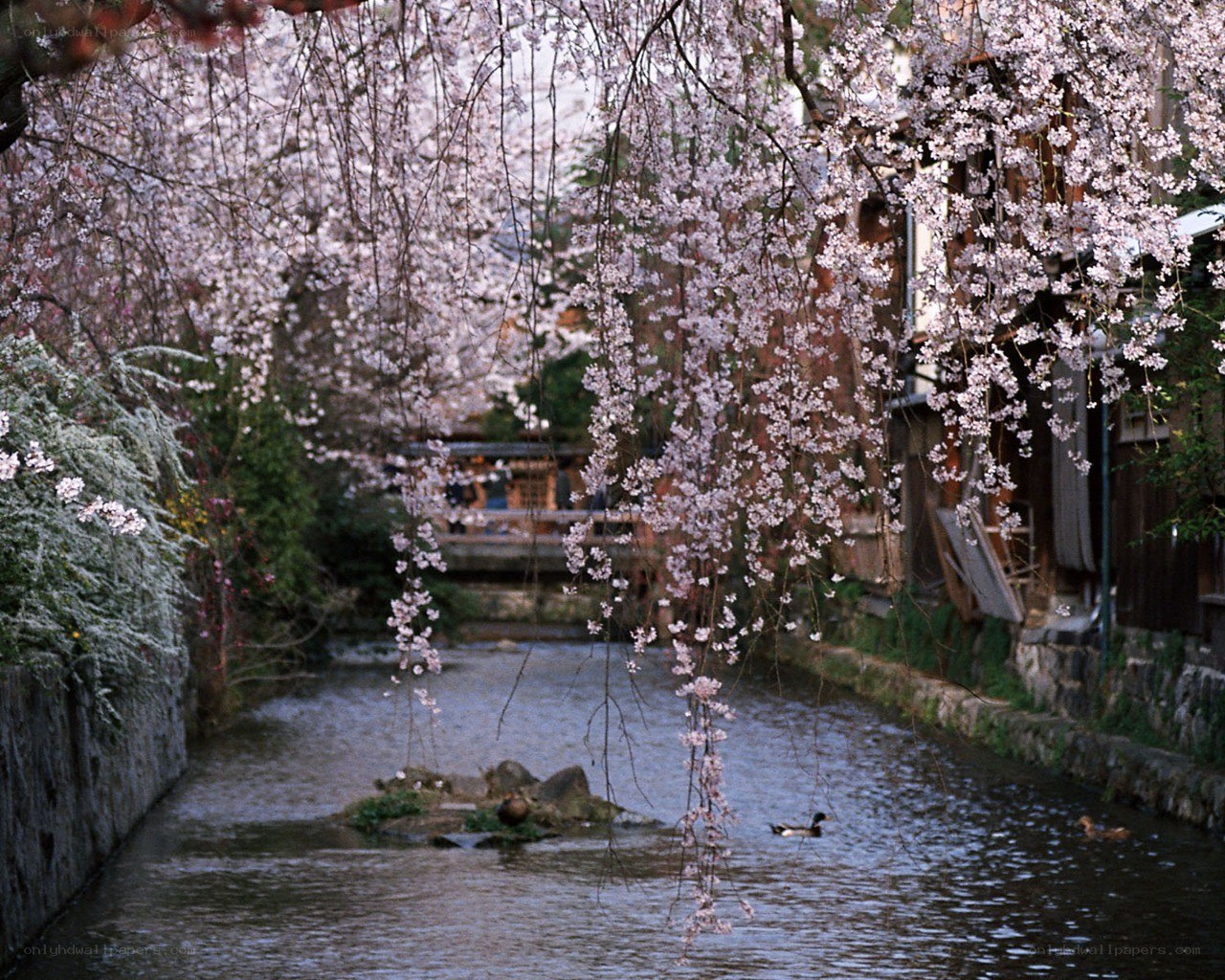 Cherry blossoms over a canal