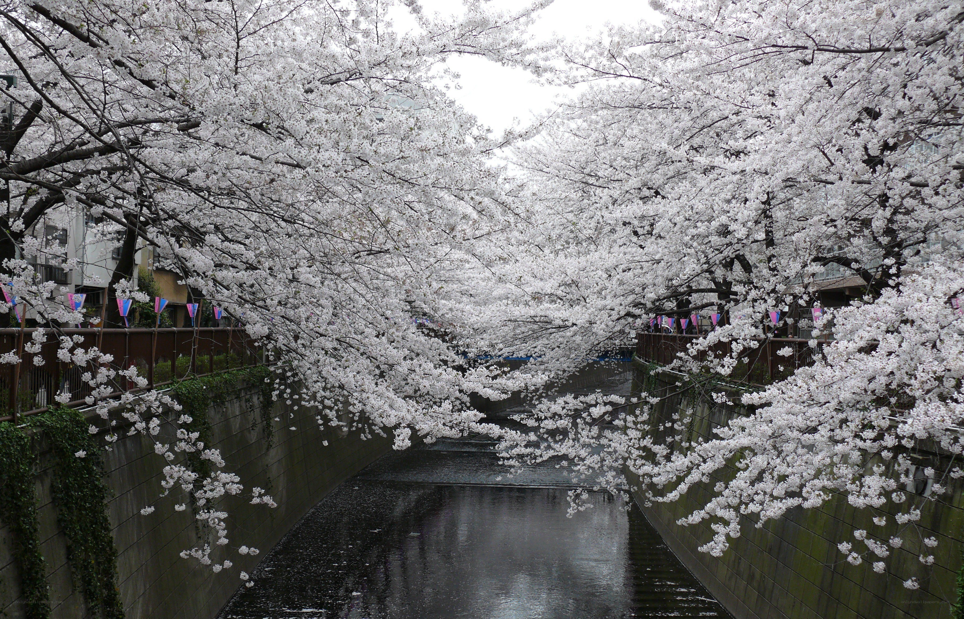 Cherry blossoms over a canal