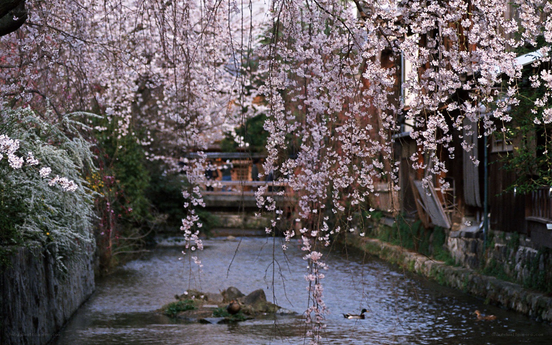 Cherry blossoms over a canal