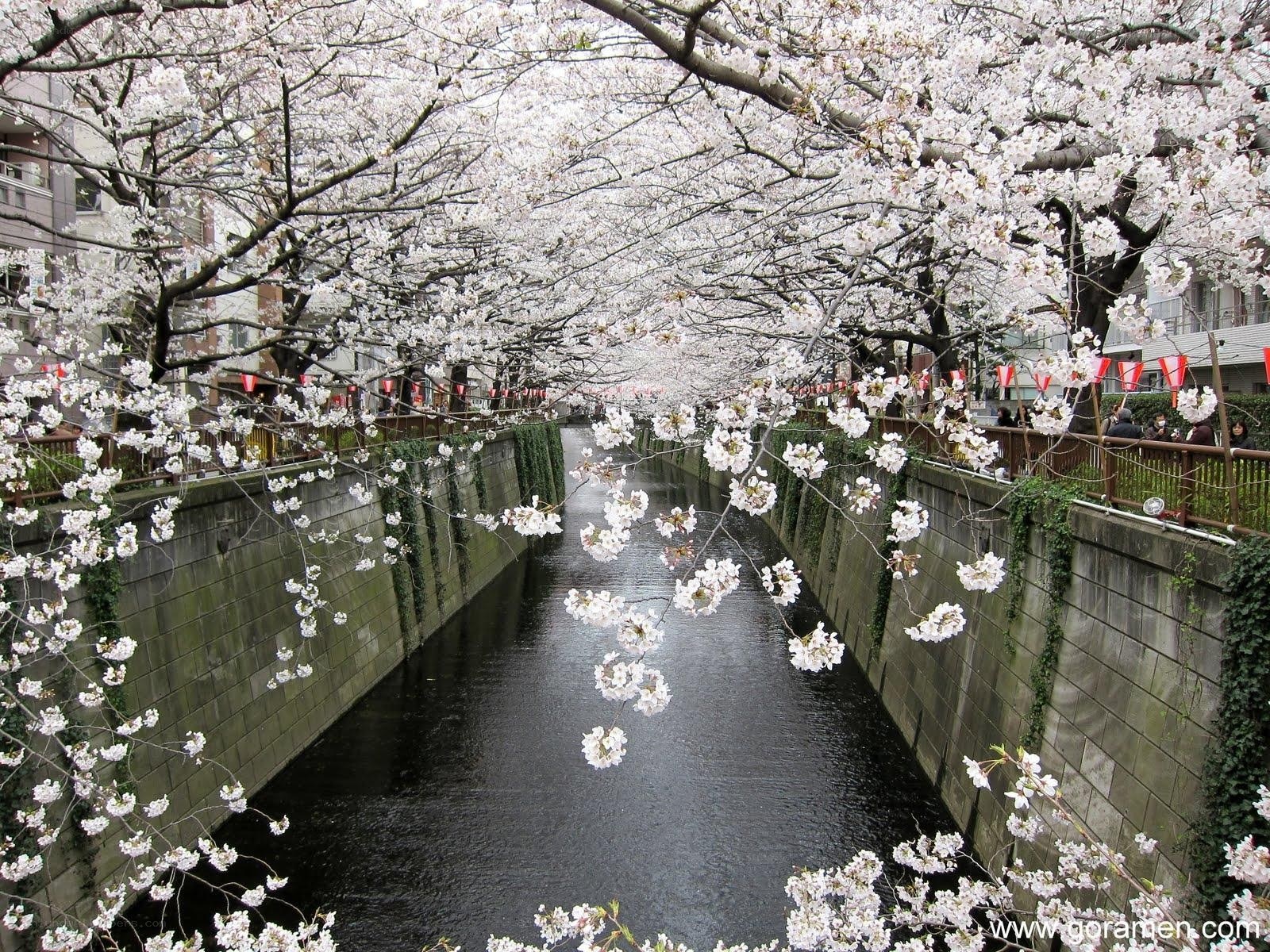 Cherry blossoms over a canal