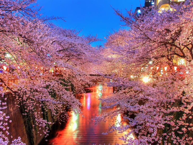 Cherry blossoms over a canal at night