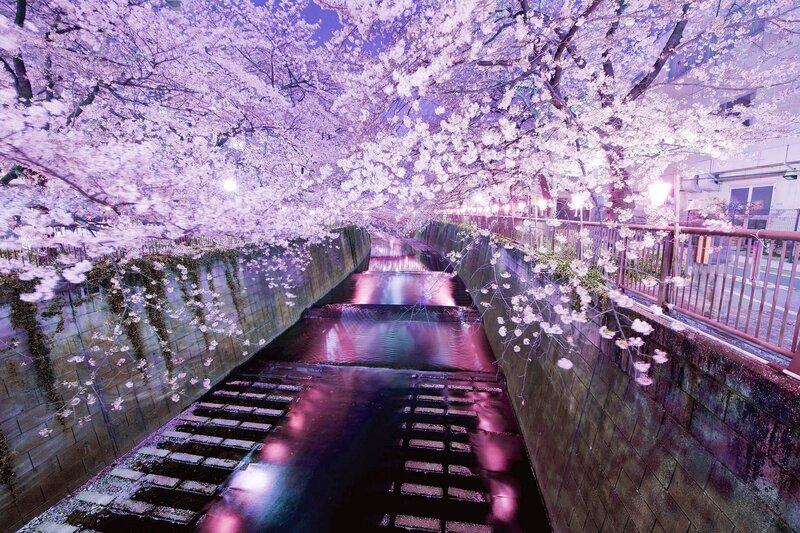 Cherry blossoms over a canal at night