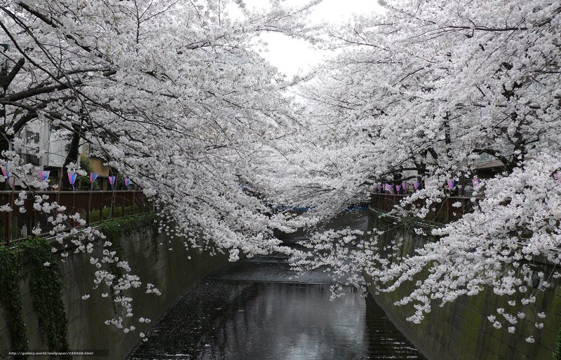 Cherry blossoms over a canal
