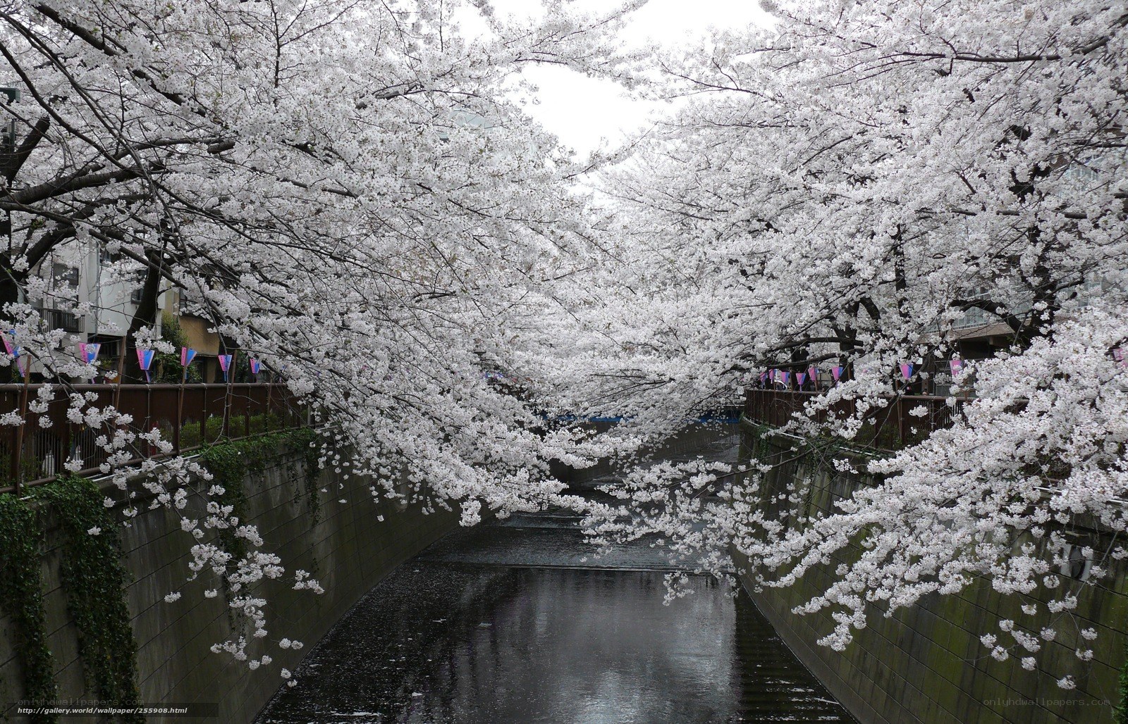 Cherry blossoms over a canal