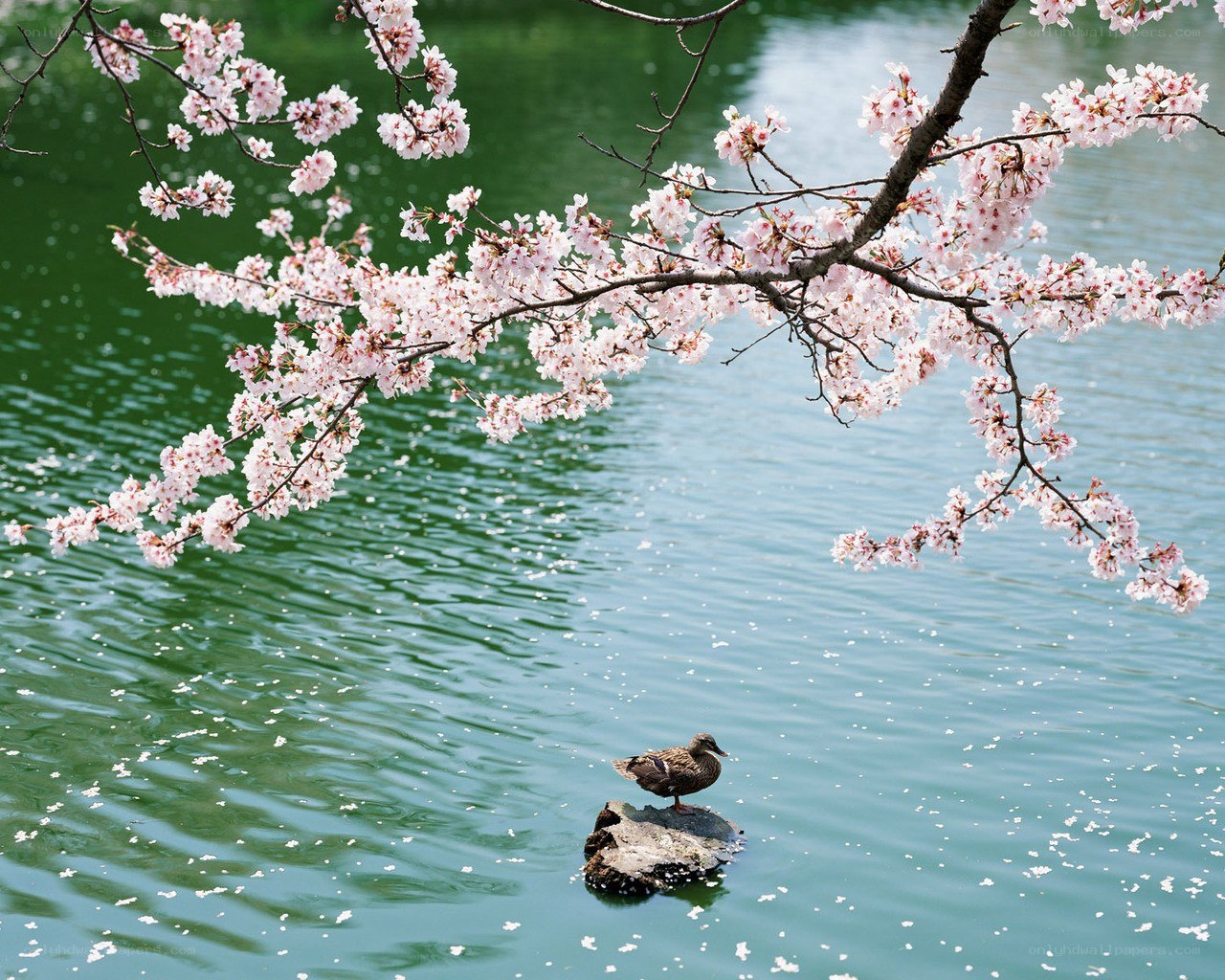 Cherry blossoms over a duck