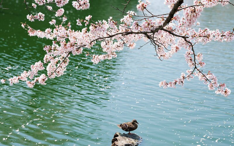 Cherry blossoms over a duck