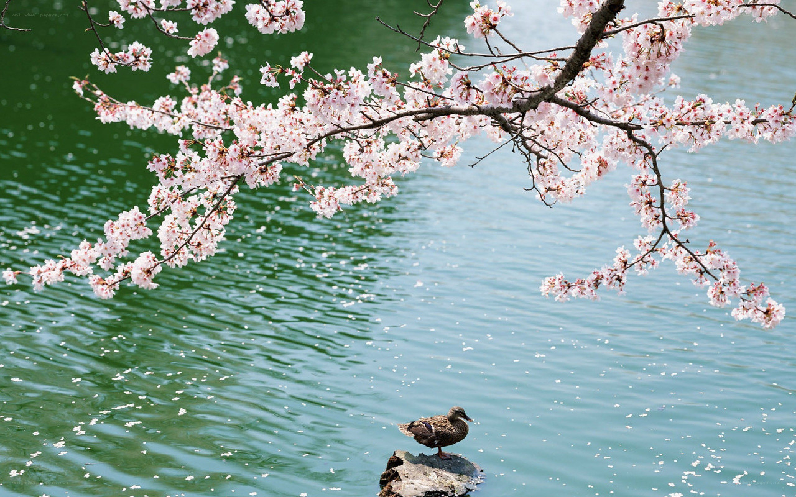 Cherry blossoms over a duck