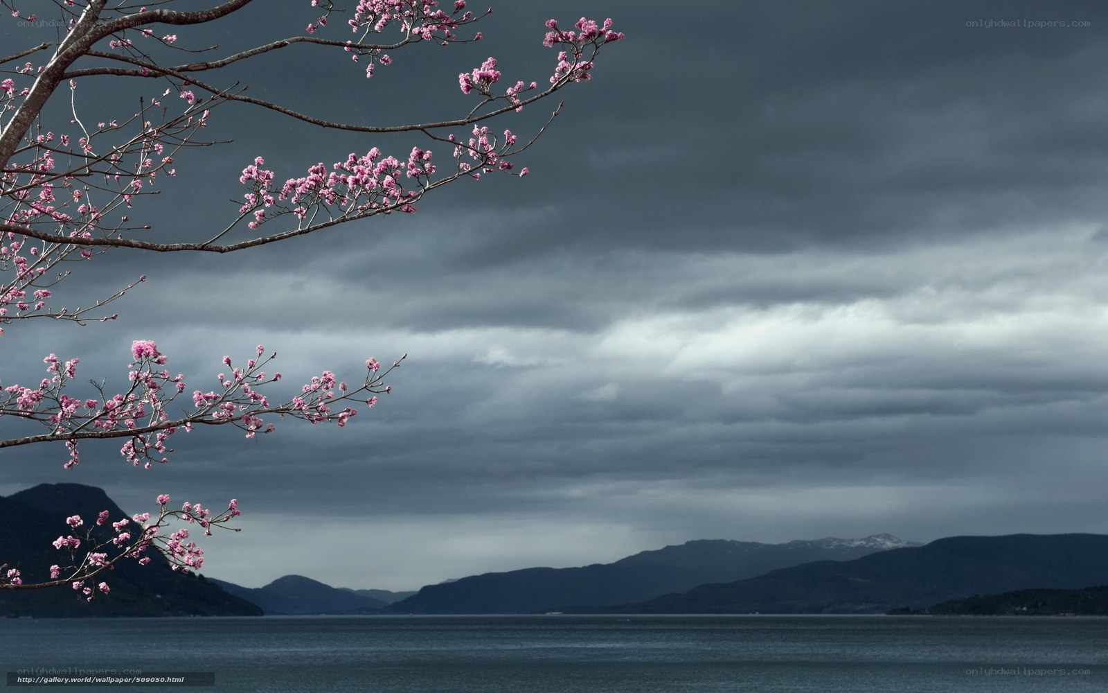 Cherry blossoms over a fjord