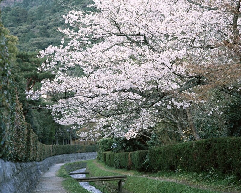 Cherry blossoms over a garden path