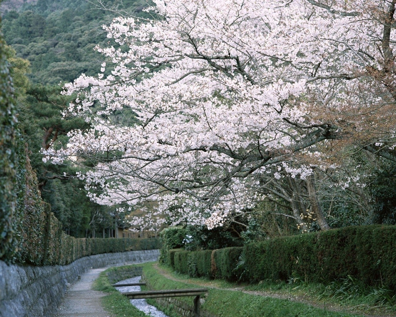 Cherry blossoms over a garden path