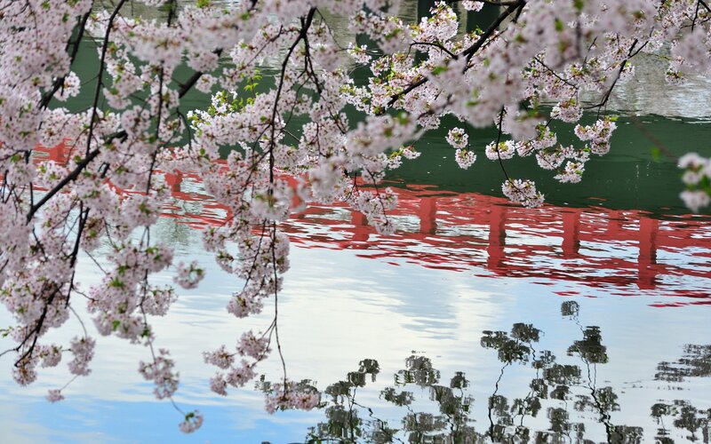 Cherry blossoms over a lake