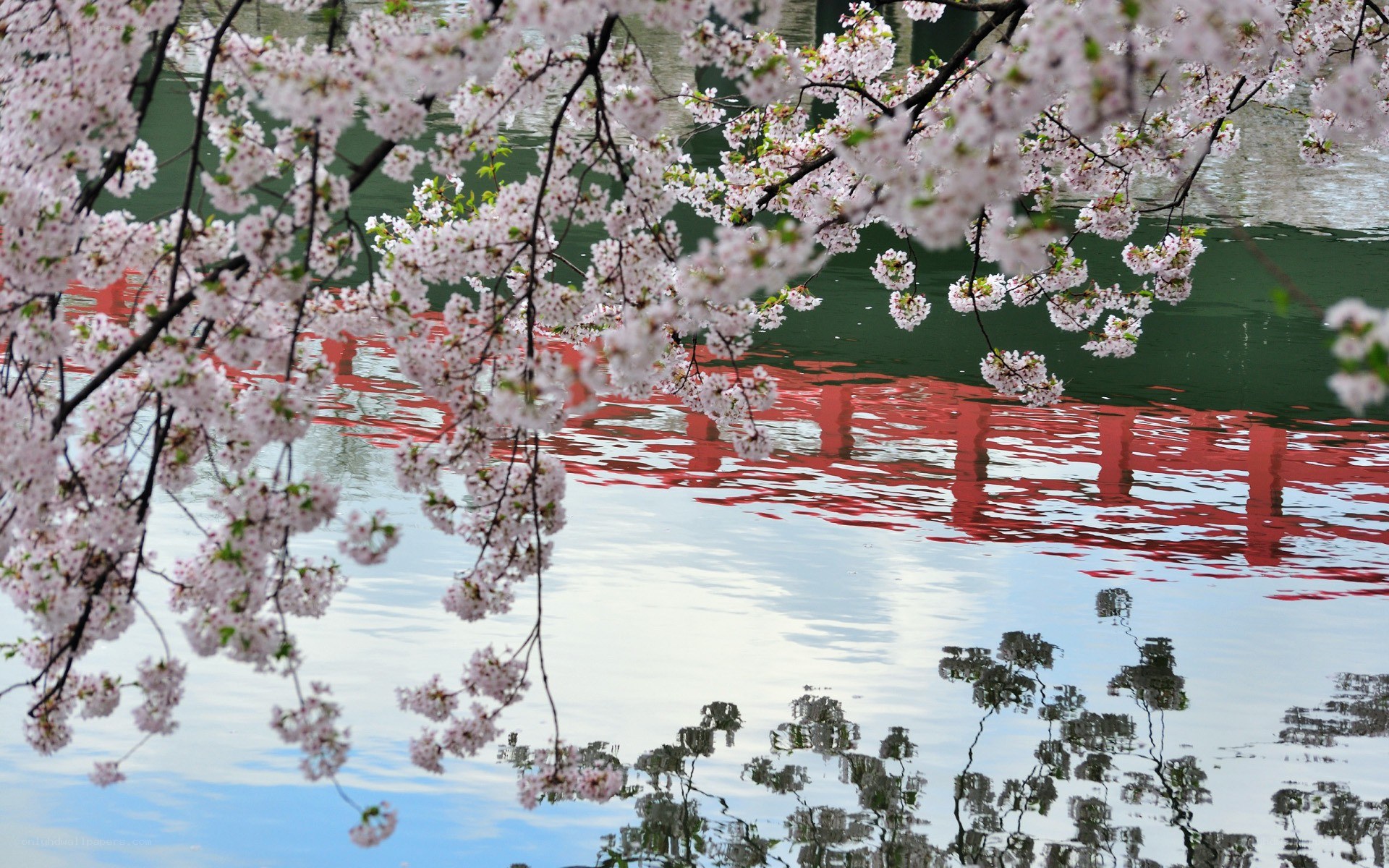 Cherry blossoms over a lake