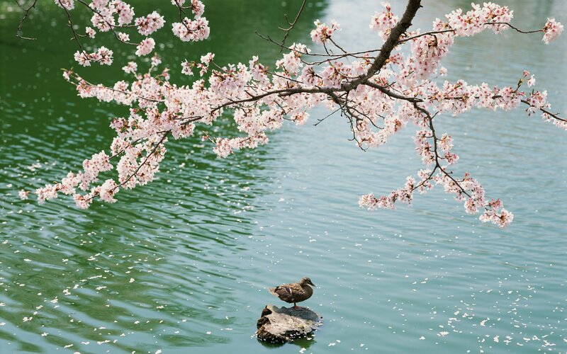 Cherry blossoms over a pond