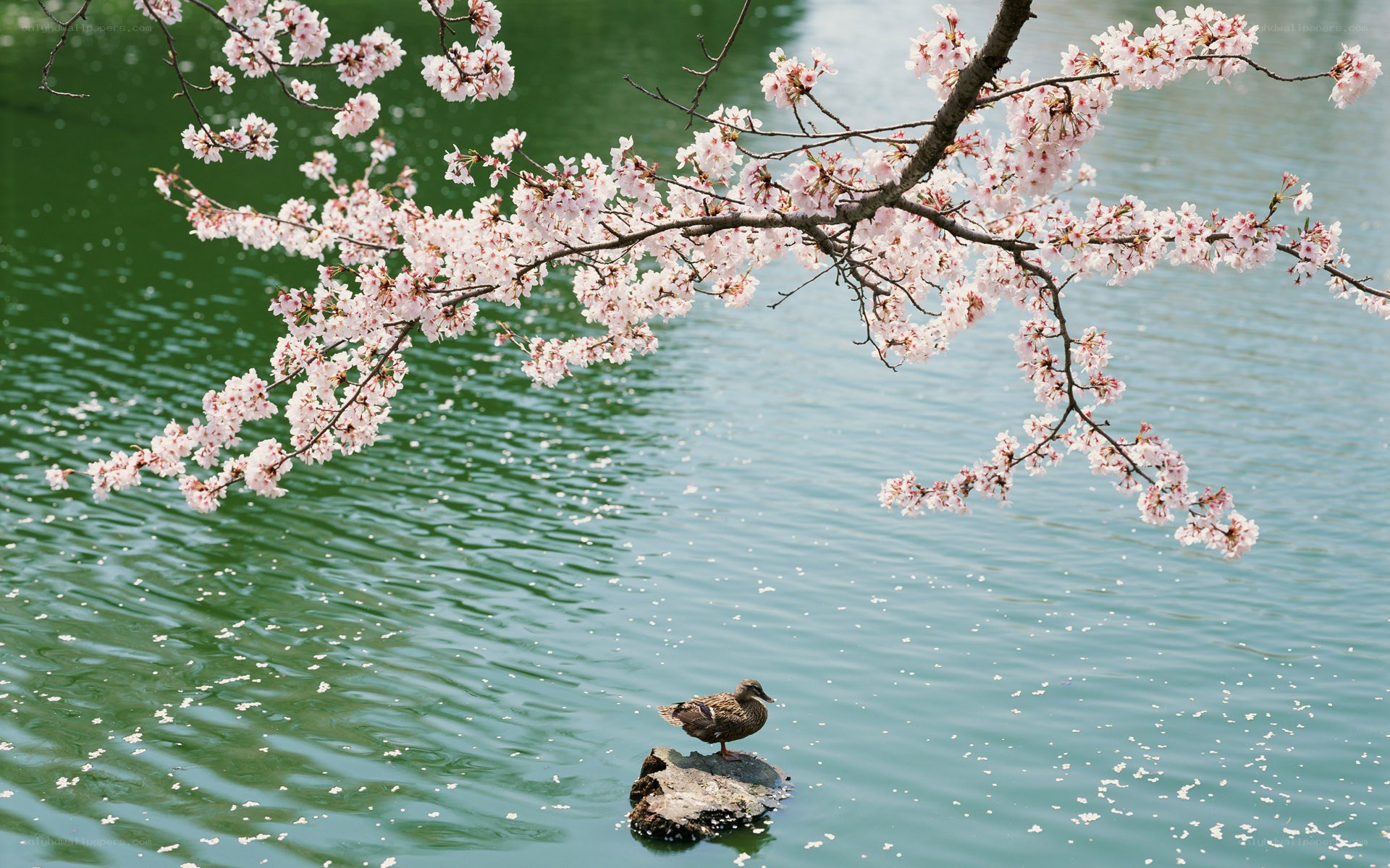 Cherry blossoms over a pond