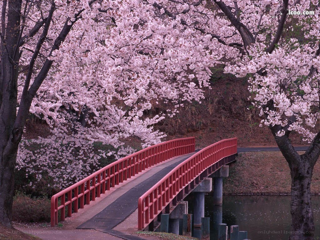 Cherry blossoms over a red bridge