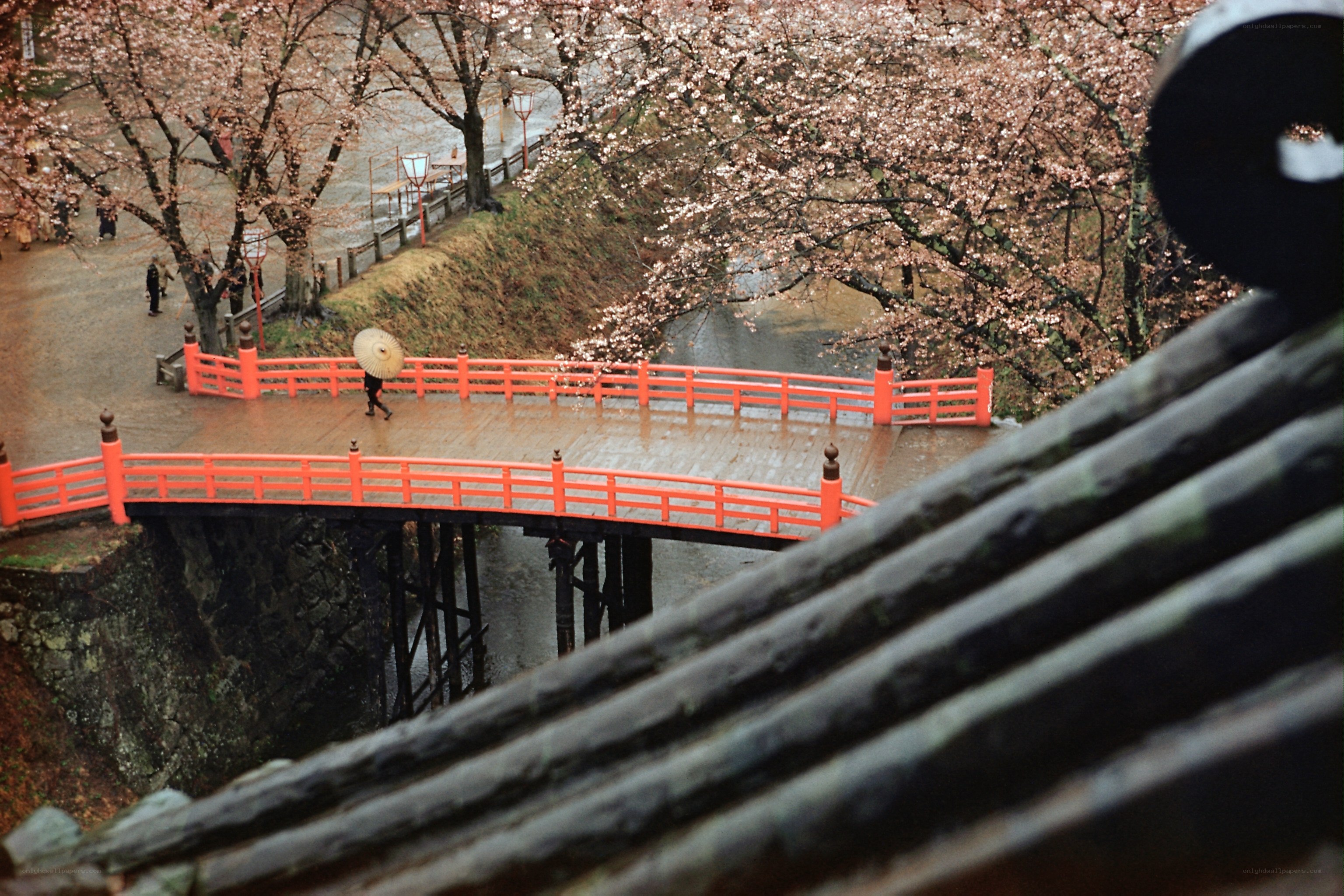 Cherry blossoms over a red bridge