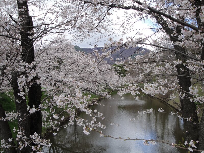 Cherry blossoms over a river