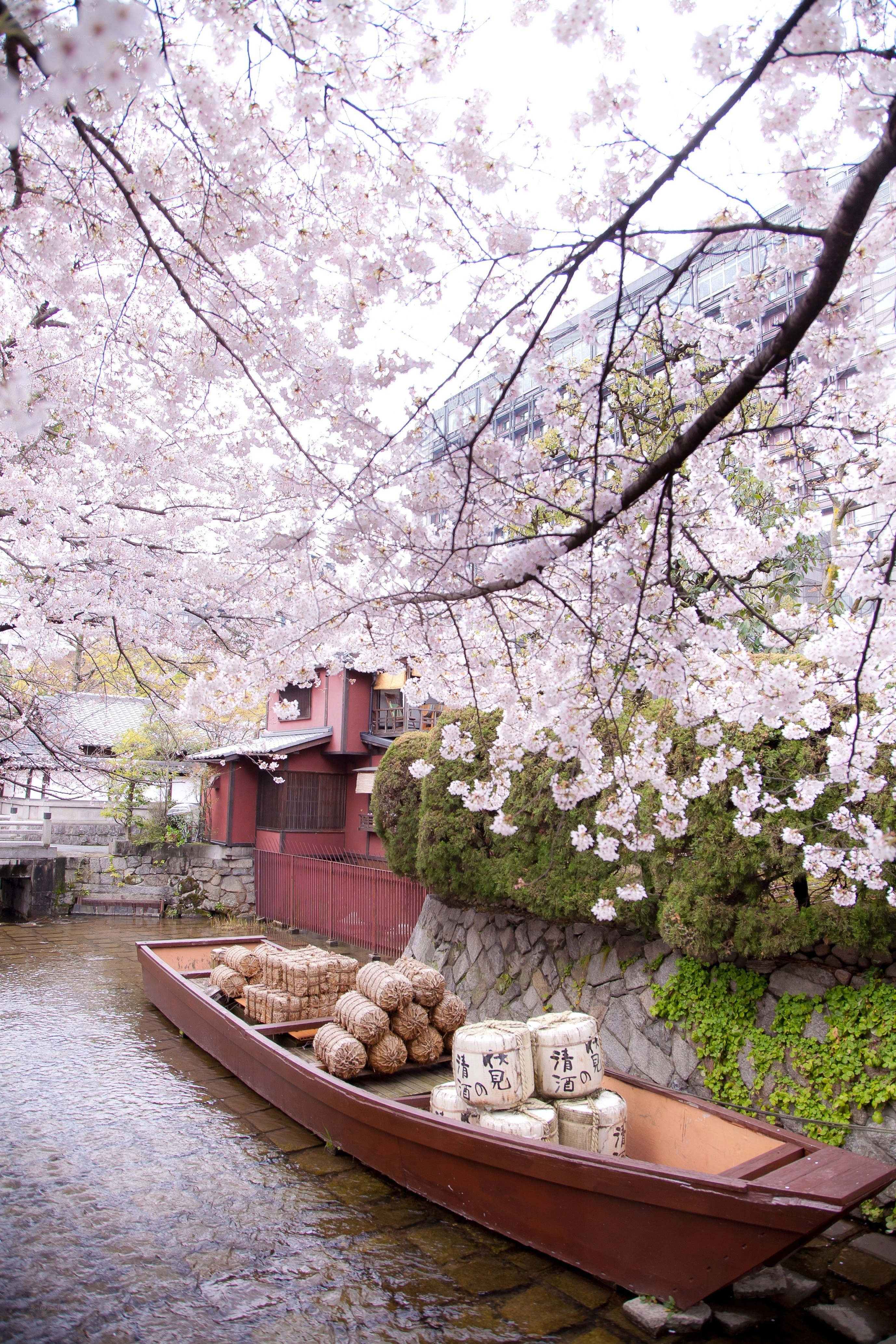 Cherry blossoms over a river boat