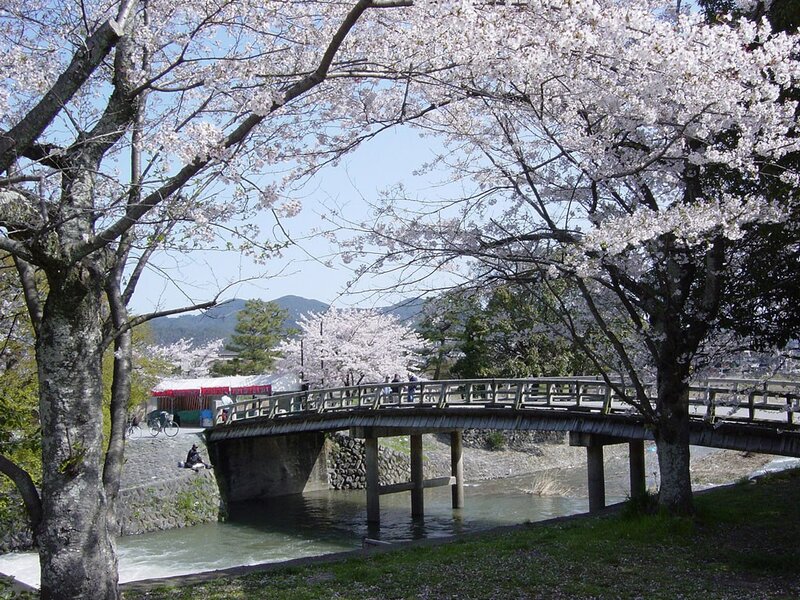 Cherry blossoms over a river bridge