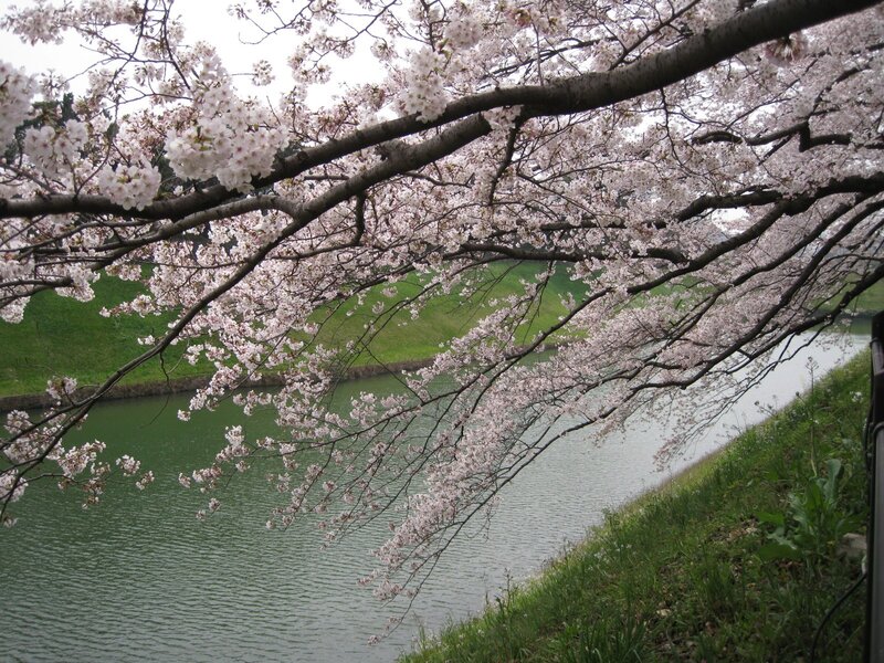 Cherry blossoms over a river